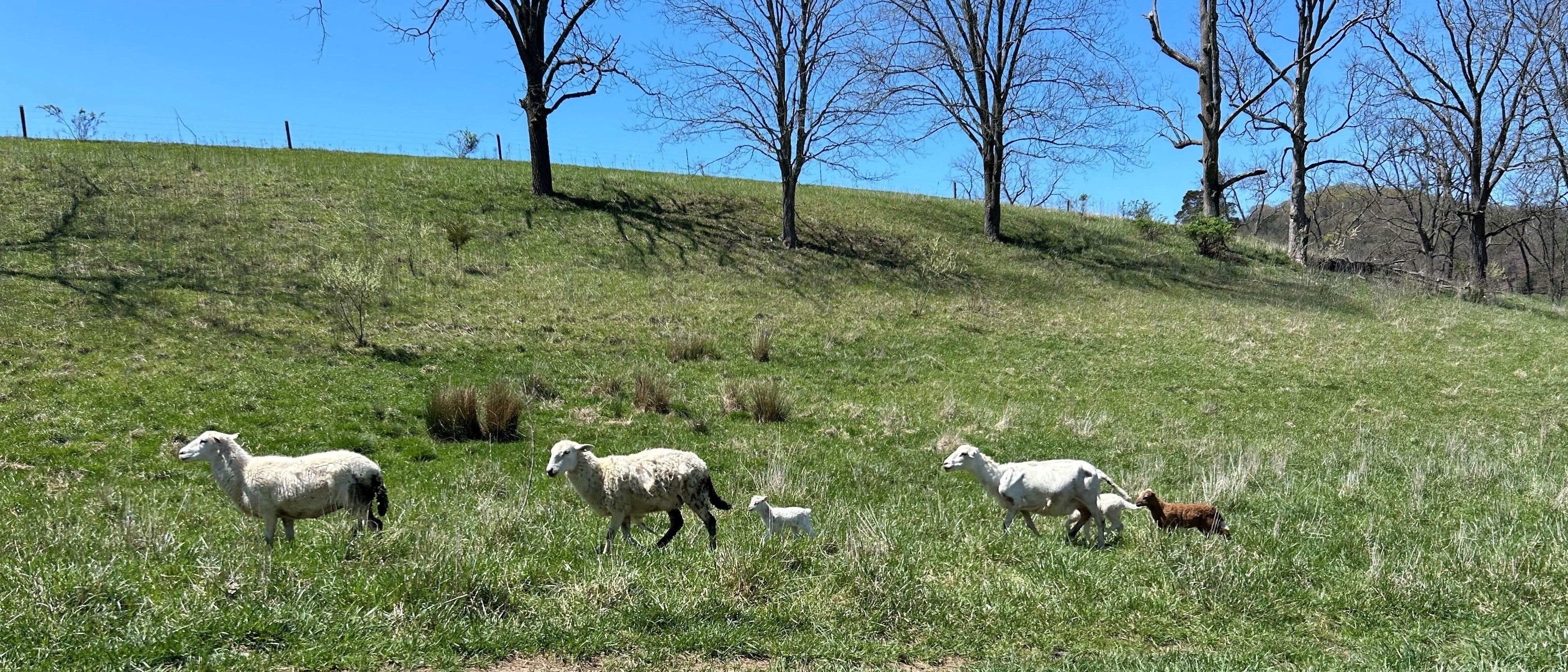 hair sheep