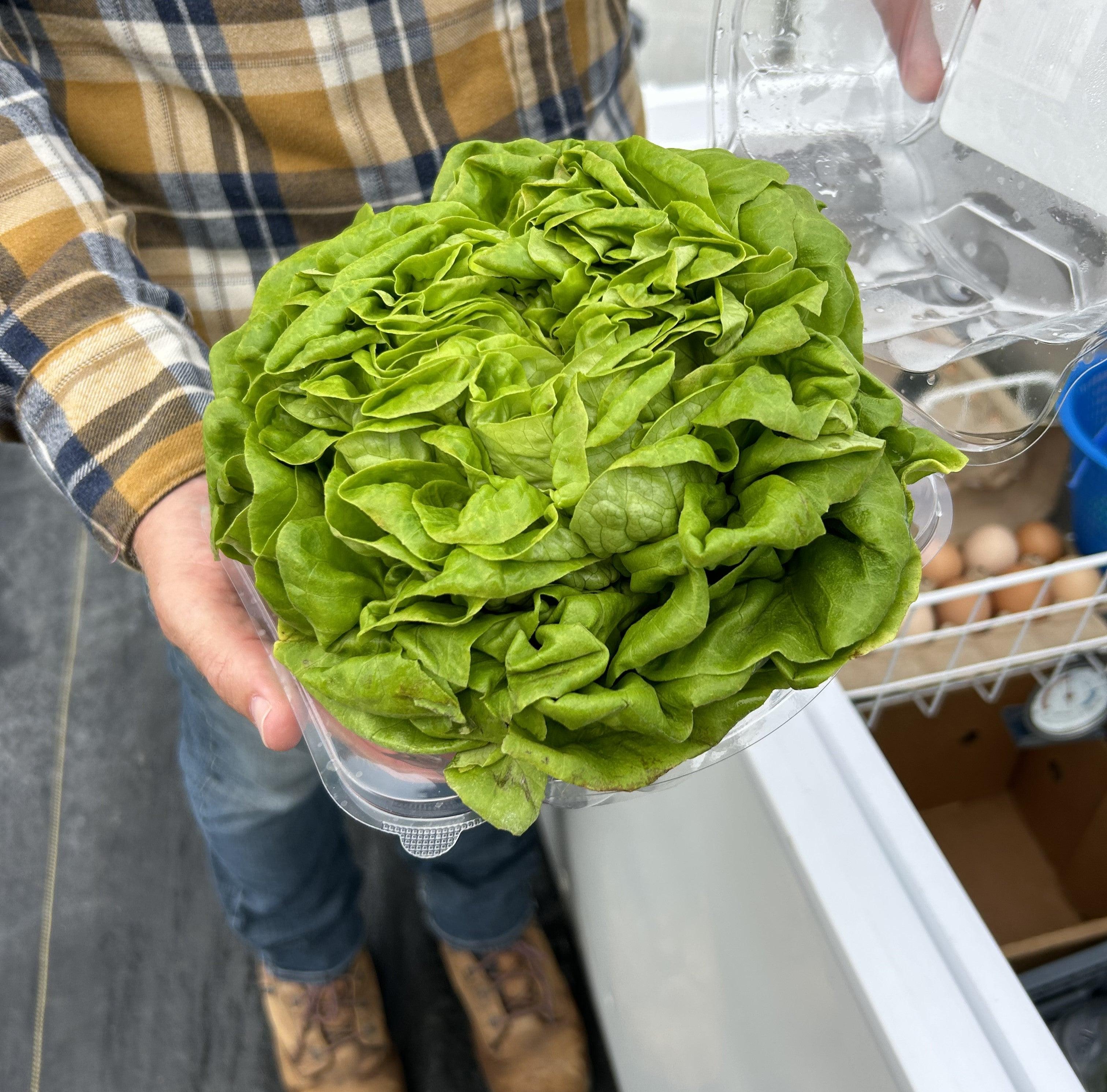 Green butter lettuce production