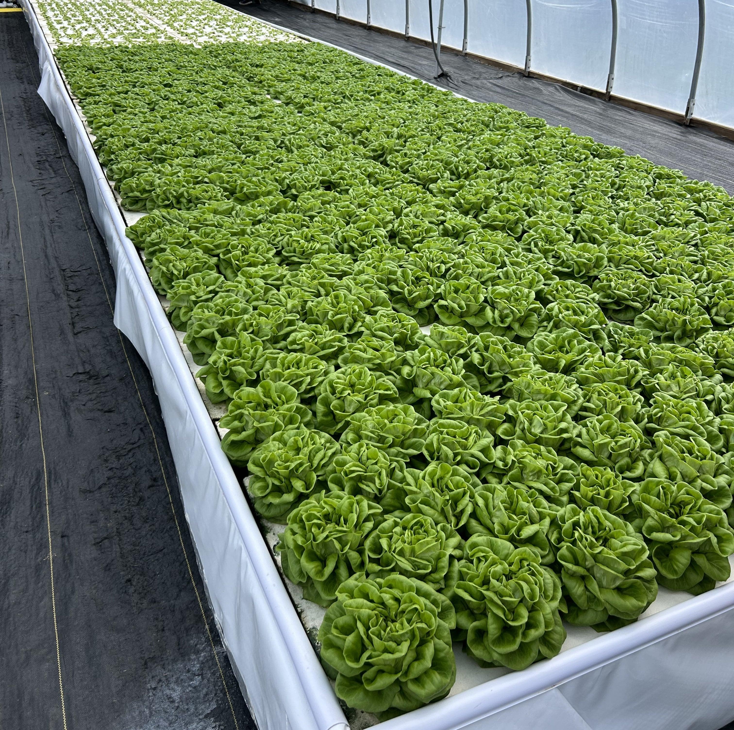 green butter lettuce production